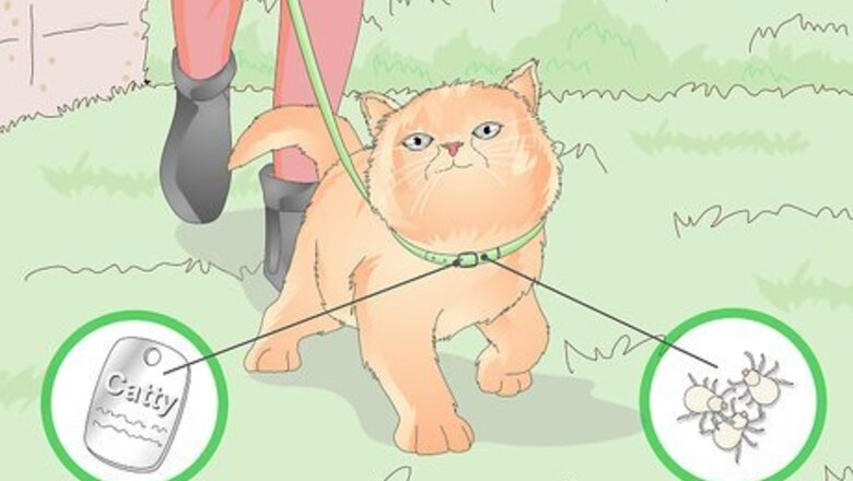How to Buy a Collar for Your Cat