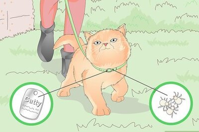 How to Buy a Collar for Your Cat