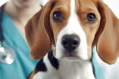 Dog Goes Missing In Maharashtra, Travels 250 Kms To Reunite With Owner In Karnataka