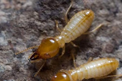 Scientists Discover Fossil Of 38 Million-Year-Old Extinct Termites In Mating Position