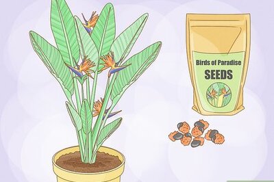 How to Grow Bird of Paradise