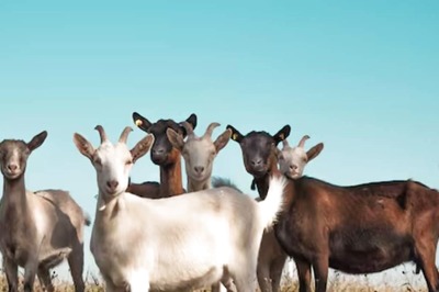This Italian Island Is Giving Away Goats For Adoption, Know The Reason