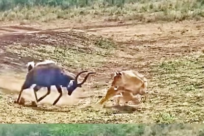 Watch: Lion And Antelope’s Face-off Has A Shocking End
