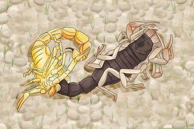 What Does It Mean When You Dream About a Scorpion?