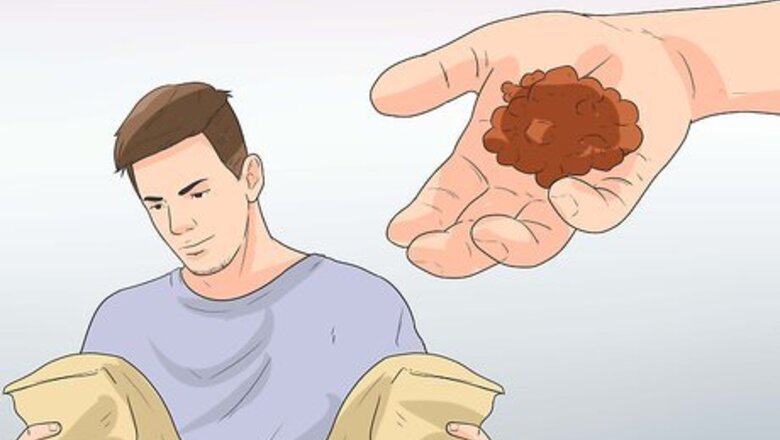 How to Care for Havanese Dogs