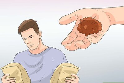 How to Care for Havanese Dogs