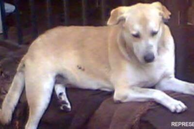 One-year-old girl killed by a dog in Delhi