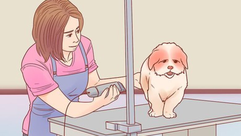 How to Become a Pet Groomer