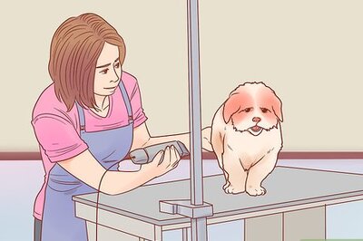 How to Become a Pet Groomer