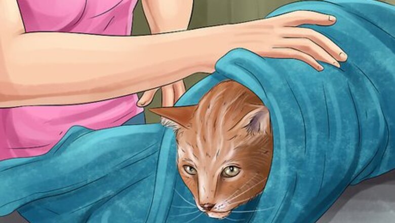 How to Immobilize an Injured or Frightened Cat