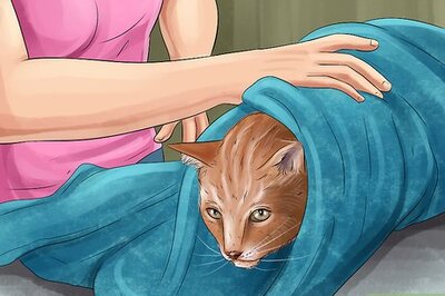 How to Immobilize an Injured or Frightened Cat