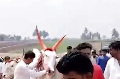In Karnataka's Belagavi, This Bull In High Demand After Winning 92 Races