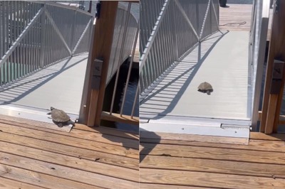 Turtle 'Running' In This Video Reminds Internet Of Fast & Furious