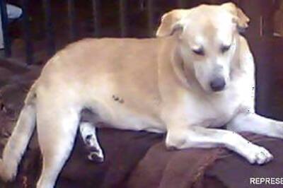 Delhi Police's oldest canine to retire with honours