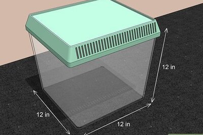 How to Take Care of a Katydid Insect