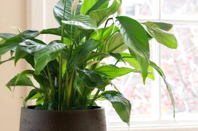 Houseplants Can Improve Air Quality Indoors, Reduce Pollution, Claims UK Study