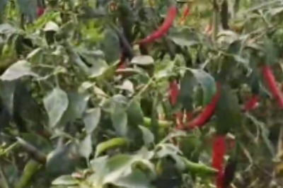 Telangana Farmer Makes Rs 70,000 Profit Per Acre Cultivating Chilli Crop