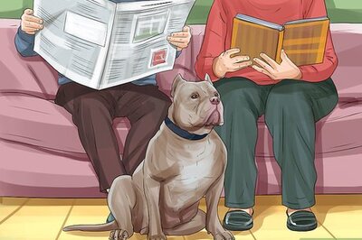 How to Adopt a Pitbull