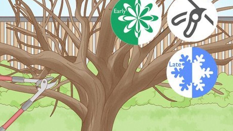 How to Care for Mature Apple Trees