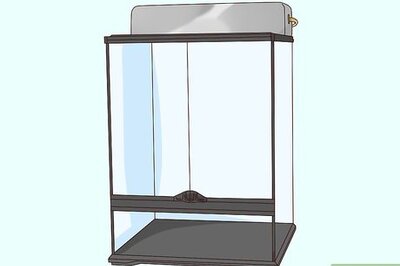 How to Care for a Crested Gecko