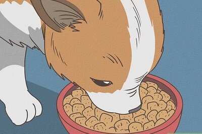 How to Care for Your Chihuahua Puppy