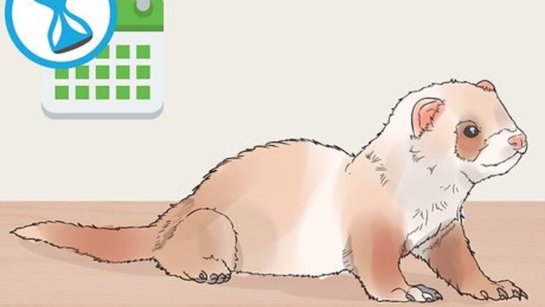 How to Treat Upper Respiratory Infections in Ferrets
