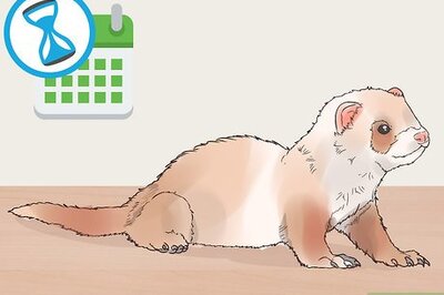 How to Treat Upper Respiratory Infections in Ferrets