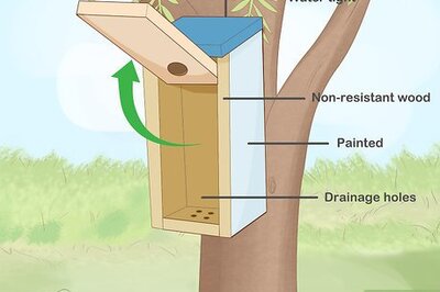 How to Attract Eastern Bluebirds
