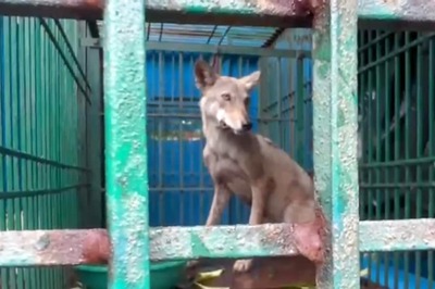 'Half-Eaten Body Found In Field': Man-Eater Wolves Unleash Terror in UP's Bahraich, Kill 7 Including Children