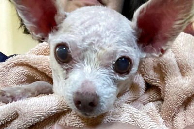 After 9 Years Of Search, Woman Reunites With Lost Pet Dog