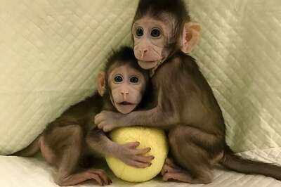 More Than 100 Monkeys Die in UP's Amroha District, Locals Blame 'Chowmein Chutney'