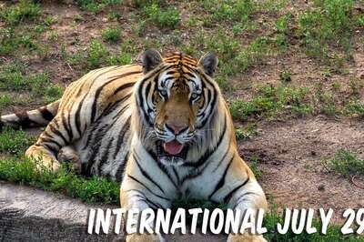 Why is International Tiger Day Celebrated on July 29? Theme, History and Significance