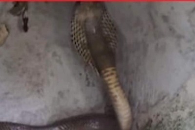 Scorpion Enters Cobra’s Den. Watch What Happened Next