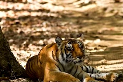 Tiger Kills, Eats Man Near Bhopal; Locals Told to be Alert, Roads with Feline Activity Shut