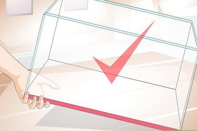 How to Care for Piranhas