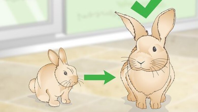 How to Determine Whether to Have Your Rabbit Neutered