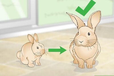 How to Determine Whether to Have Your Rabbit Neutered