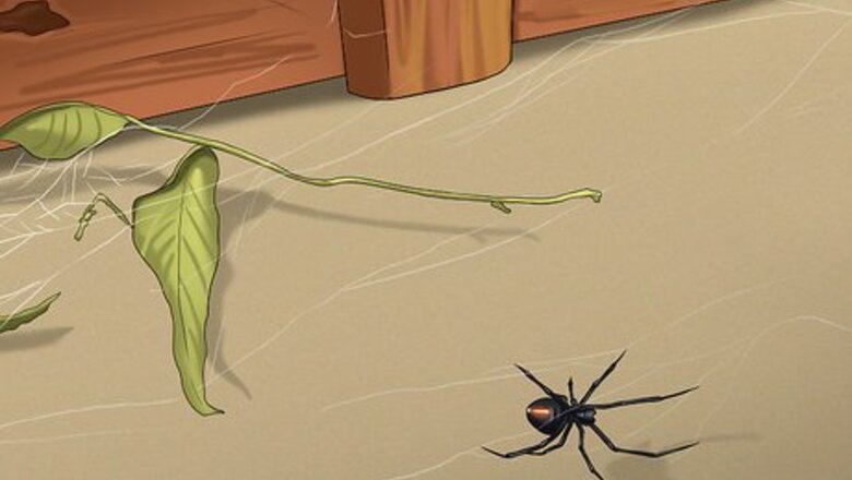 How to Avoid Getting Bitten by a Black Widow