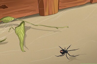 How to Avoid Getting Bitten by a Black Widow