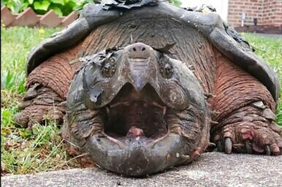 Feds Propose Threatened Status For Alligator Snapping Turtle