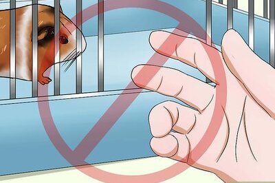 How to Get Your Guinea Pig to Stop Biting You