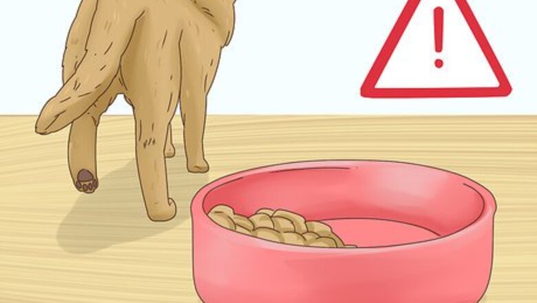 How to Diagnose and Treat Histoplasmosis in Cats