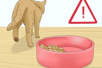 How to Diagnose and Treat Histoplasmosis in Cats