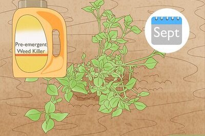 How to Kill Chickweed